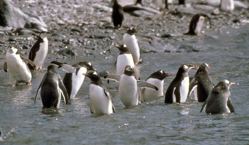 Adelie penguin